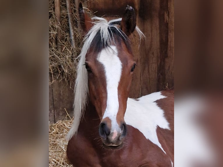 American Quarter Horse Hengst 1 Jahr Palomino in Waldbrunn