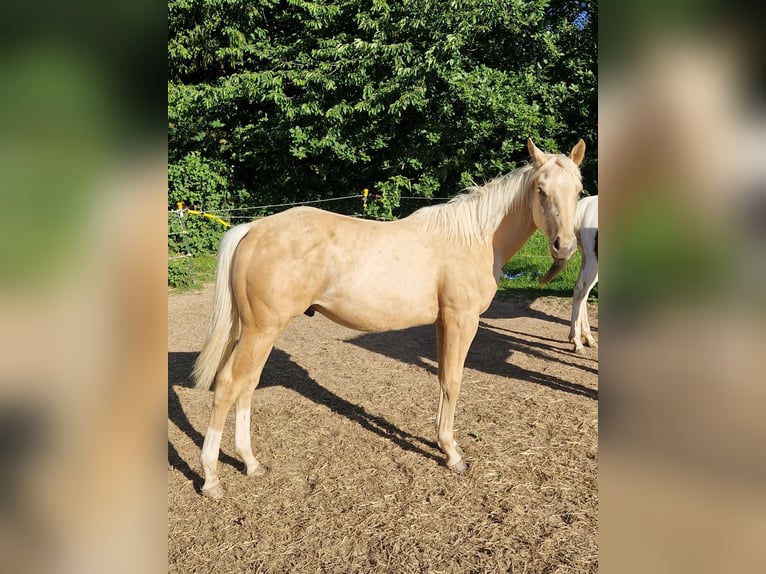 American Quarter Horse Hengst 1 Jahr Palomino in Waldbrunn