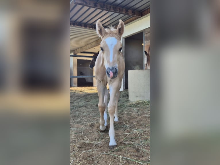 American Quarter Horse Hengst 1 Jahr Palomino in Steinen