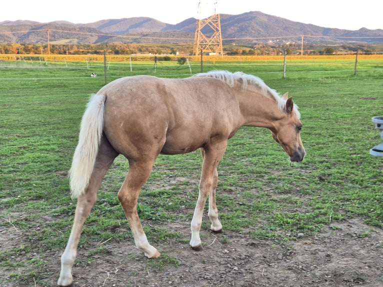 American Quarter Horse Hengst 1 Jahr Palomino in Steinen