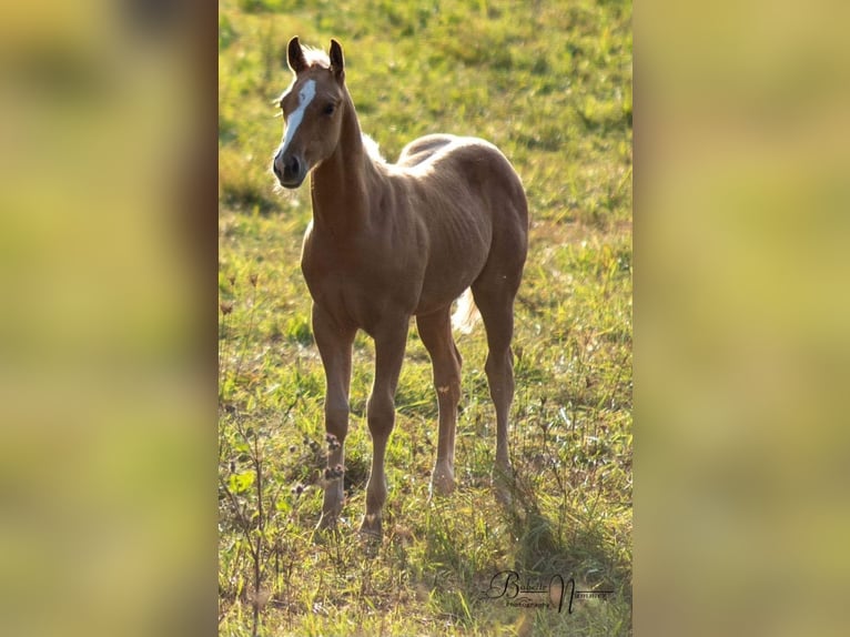 American Quarter Horse Hengst 1 Jahr Palomino in Calden