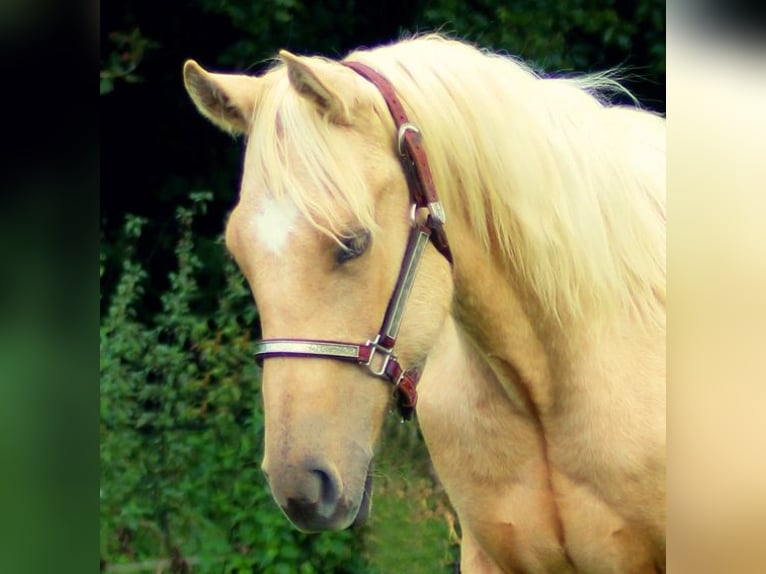 American Quarter Horse Hengst 1 Jahr Palomino in Laubach