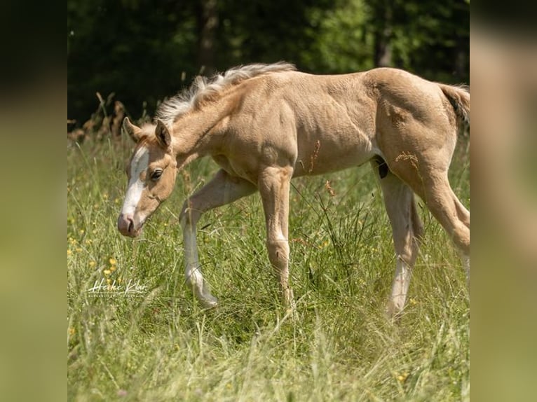 American Quarter Horse Hengst 1 Jahr Palomino in Laubach