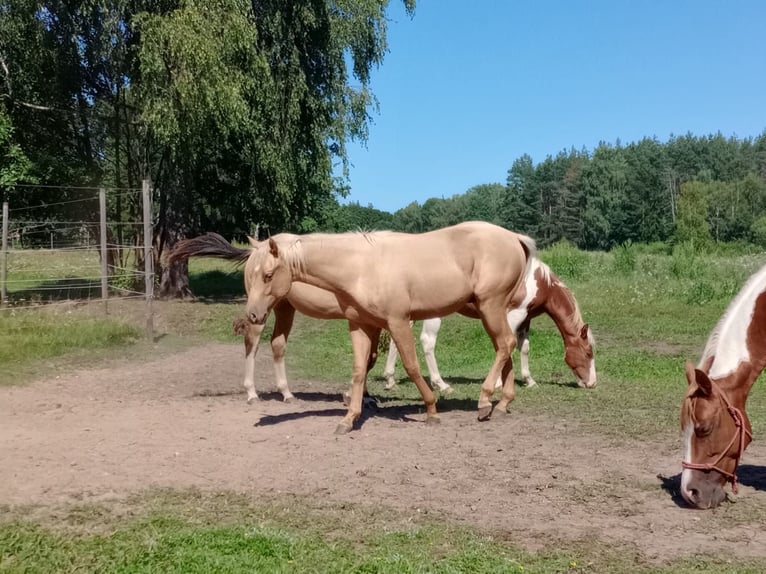 American Quarter Horse Hengst 1 Jahr Palomino in Stare Gonne