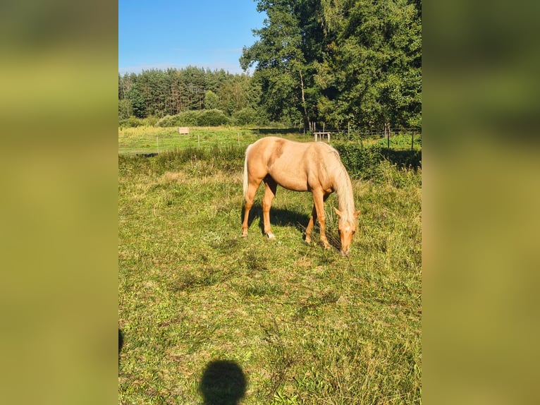 American Quarter Horse Hengst 1 Jahr Palomino in Stare Gonne