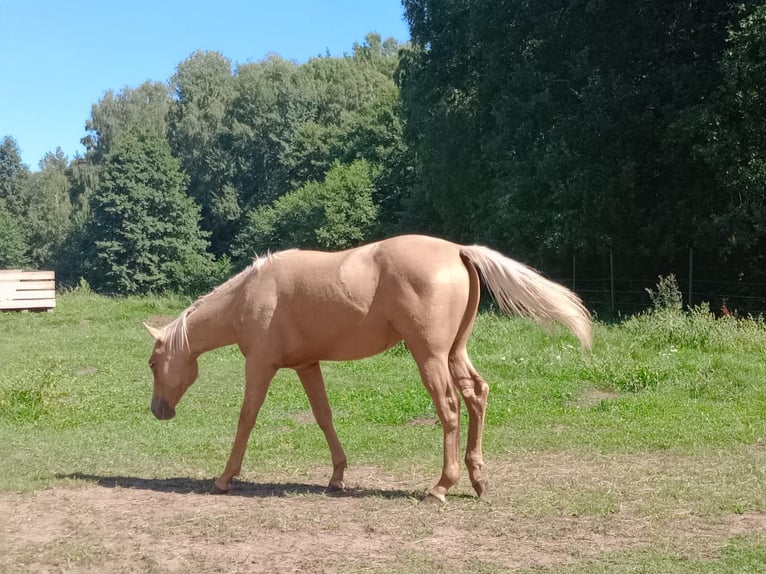American Quarter Horse Hengst 1 Jahr Palomino in Stare Gonne
