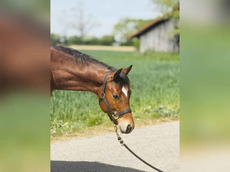 American Quarter Horse Hengst 1 Jahr  in MemmingenMemmingen