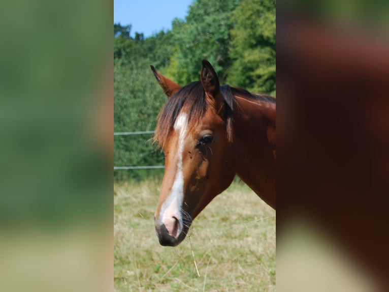 American Quarter Horse Hengst 1 Jahr Rabicano in Wehretal