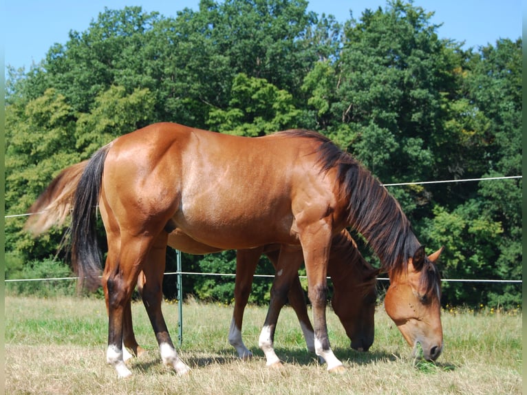 American Quarter Horse Hengst 1 Jahr Rabicano in Wehretal
