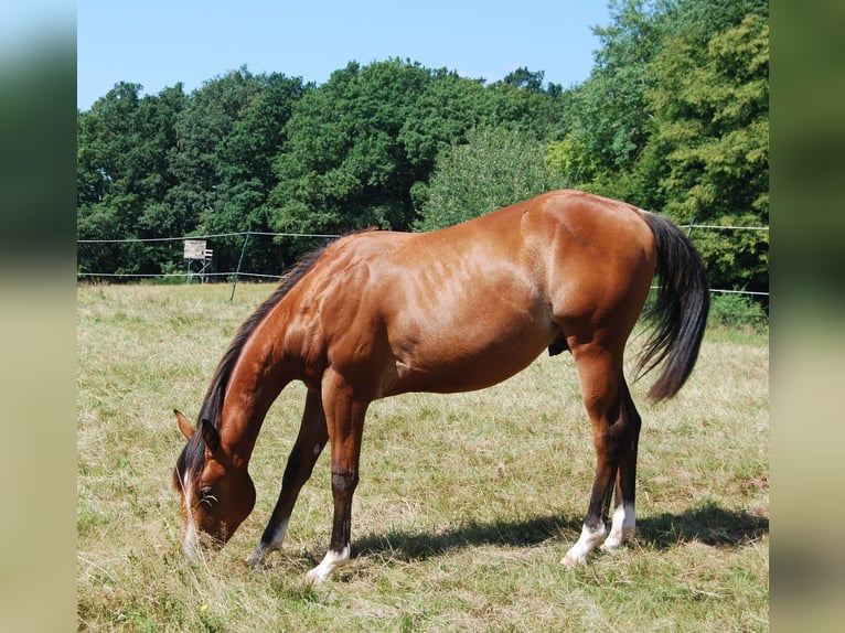 American Quarter Horse Hengst 1 Jahr Rabicano in Wehretal