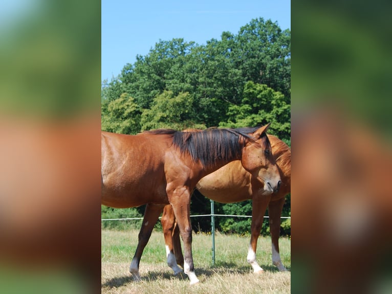 American Quarter Horse Hengst 1 Jahr Rabicano in Wehretal