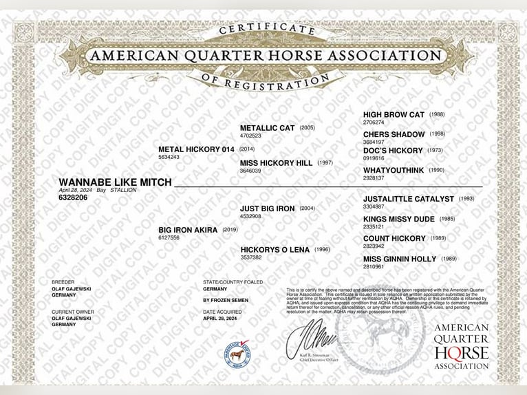American Quarter Horse Hengst 1 Jahr Rabicano in Wehretal