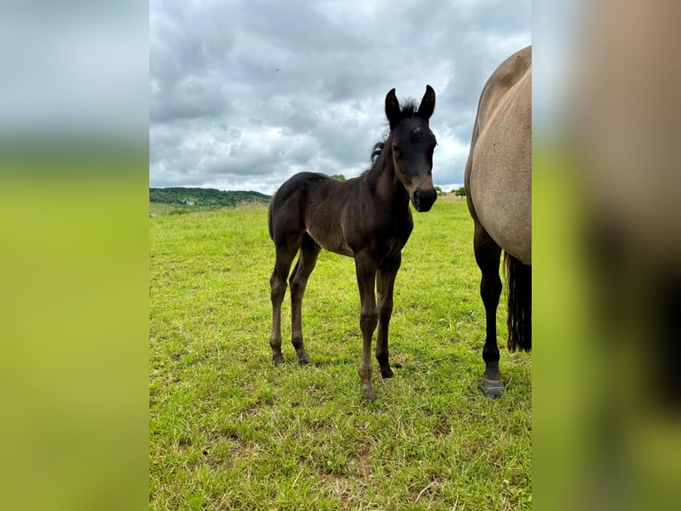 American Quarter Horse Hengst 1 Jahr Rappe in Serrig