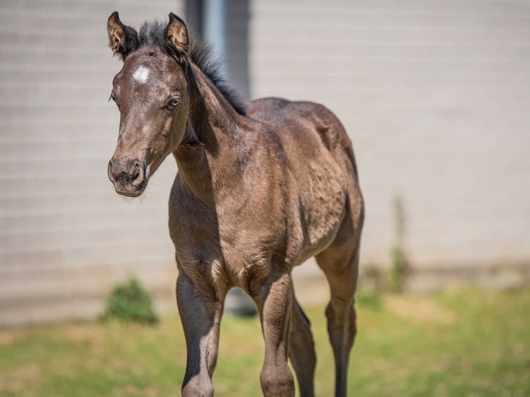 American Quarter Horse Hengst 1 Jahr Rappe in Herzberg am Harz
