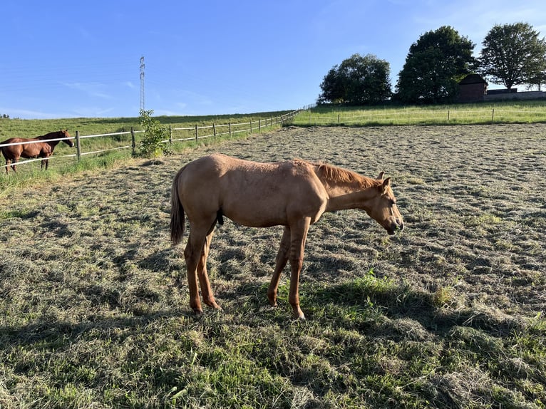 American Quarter Horse Hengst 1 Jahr Red Dun in Erbach