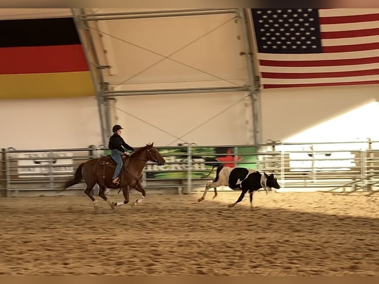 American Quarter Horse Hengst 1 Jahr Red Dun in Breitenbach