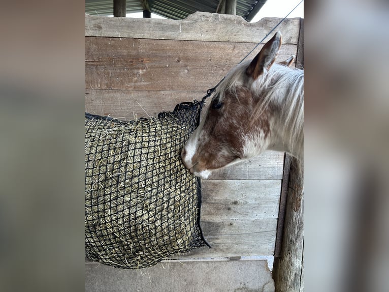 American Quarter Horse Hengst 1 Jahr Red Dun in Lengerich