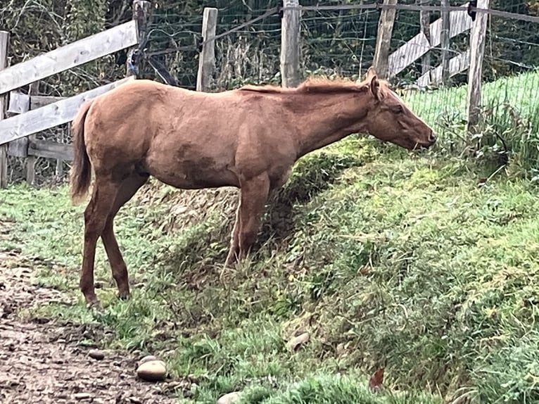 American Quarter Horse Hengst 1 Jahr Red Dun in Sillans