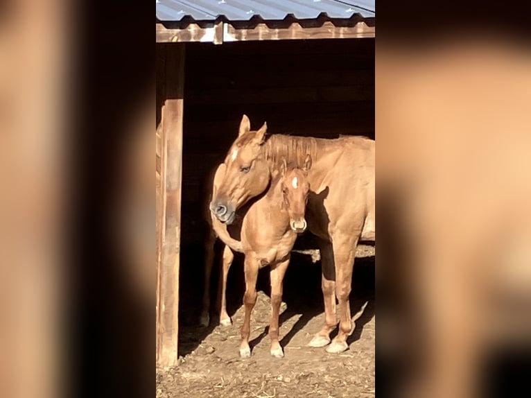 American Quarter Horse Hengst 1 Jahr Red Dun in Sillans