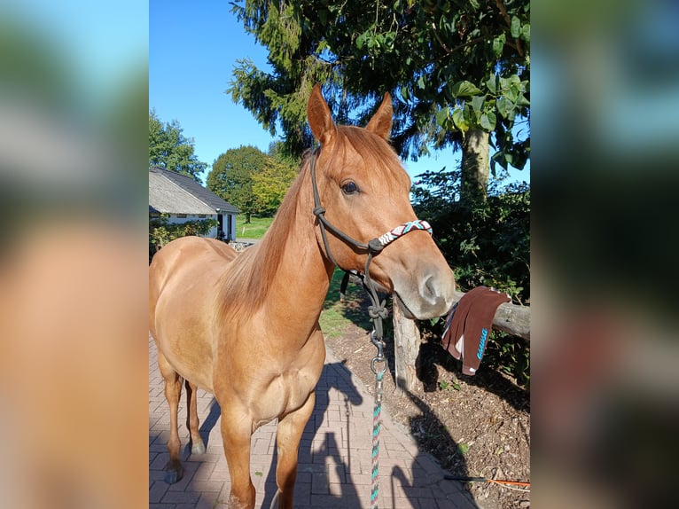 American Quarter Horse Hengst 1 Jahr Red Dun in Kleve