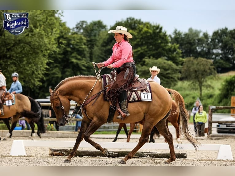 American Quarter Horse Hengst 1 Jahr Red Dun in Kleve