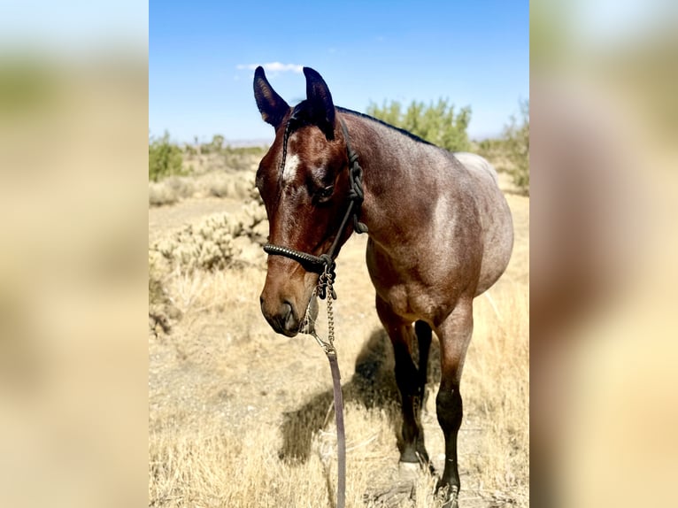 American Quarter Horse Hengst 1 Jahr Roan-Bay in Phelan, CA