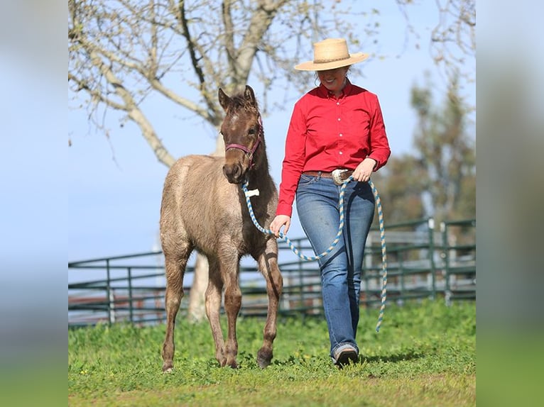American Quarter Horse Hengst 1 Jahr Roan-Blue in Chowchilla