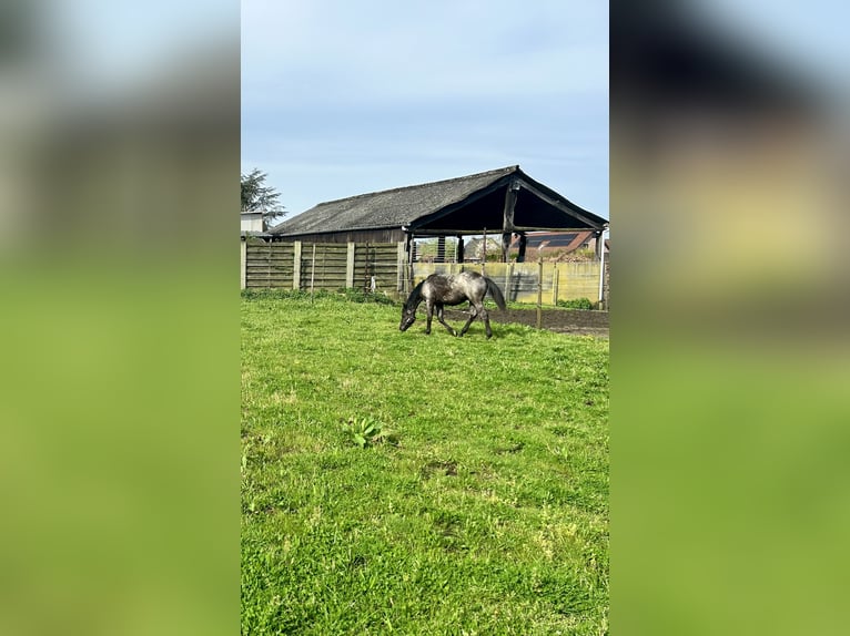 American Quarter Horse Hengst 1 Jahr Roan-Blue in Herselt