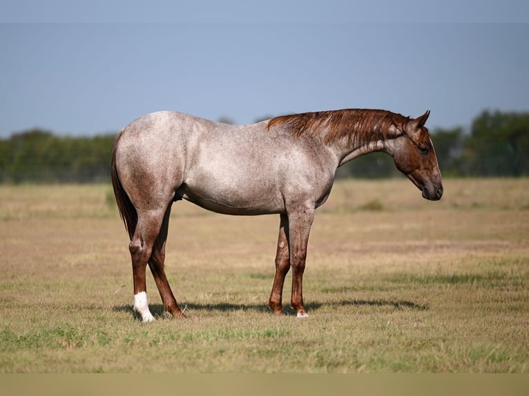American Quarter Horse Hengst 1 Jahr Roan-Red in Waco