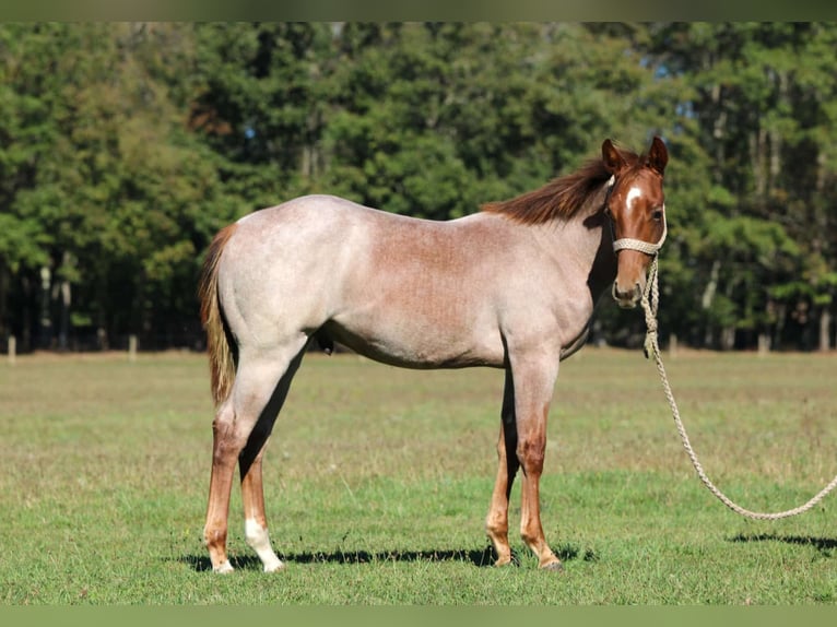 American Quarter Horse Hengst 1 Jahr Roan-Red in Clarion
