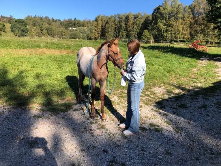 American Quarter Horse Hengst 1 Jahr Roan-Red in Breitenbach