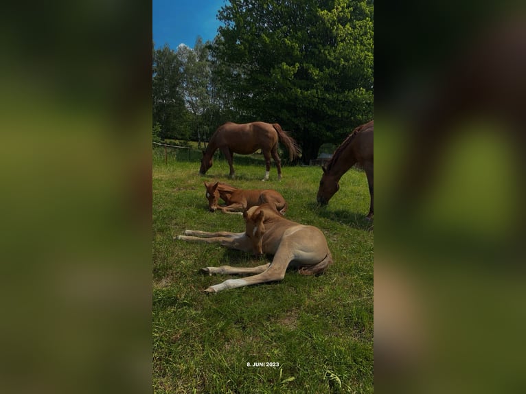 American Quarter Horse Hengst 1 Jahr Roan-Red in Breitenbach