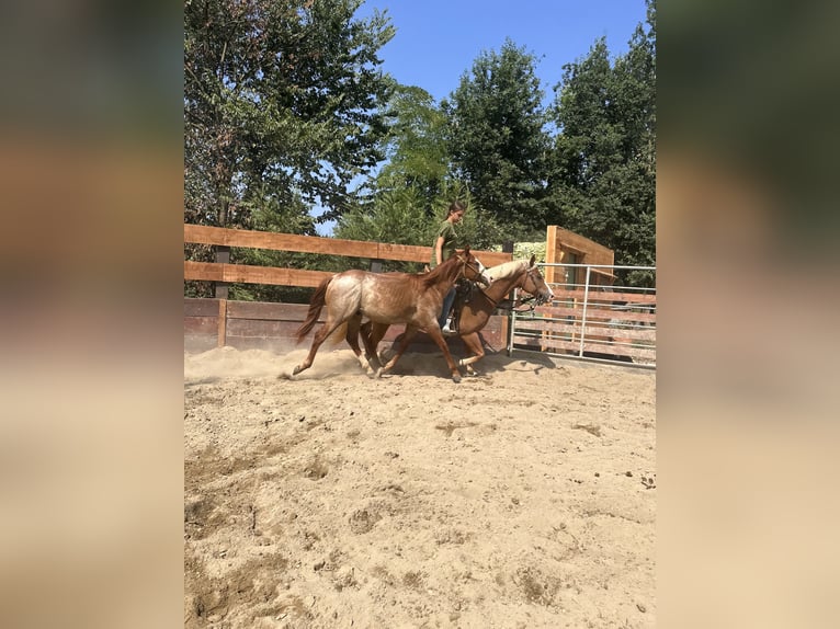 American Quarter Horse Hengst 1 Jahr Roan-Red in Cortazzone