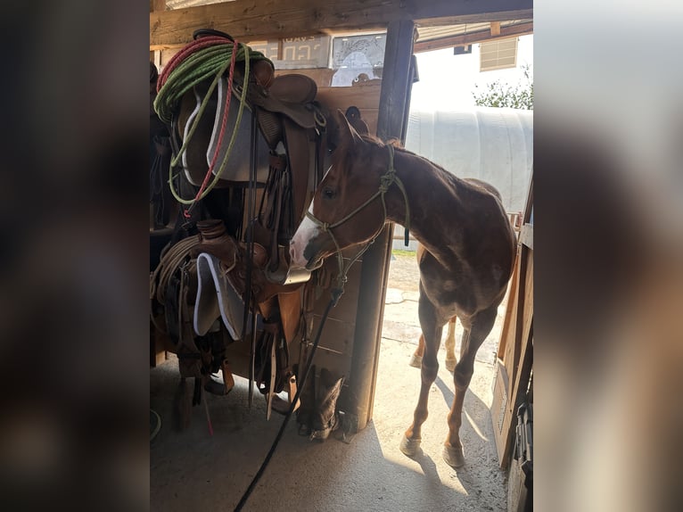American Quarter Horse Hengst 1 Jahr Roan-Red in Cortazzone