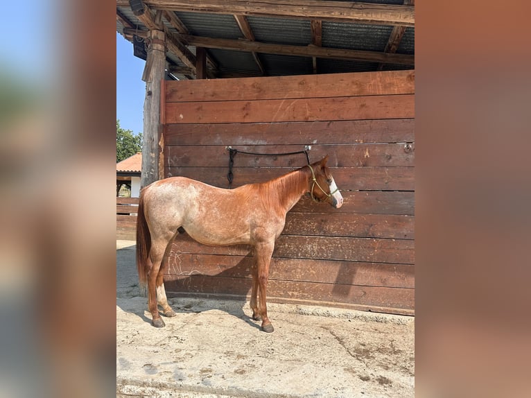 American Quarter Horse Hengst 1 Jahr Roan-Red in Cortazzone