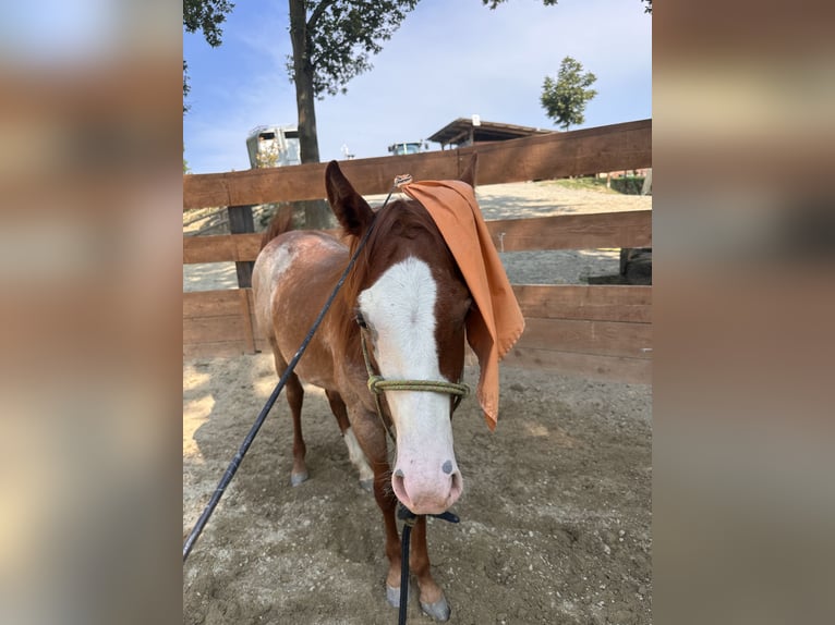 American Quarter Horse Hengst 1 Jahr Roan-Red in Cortazzone