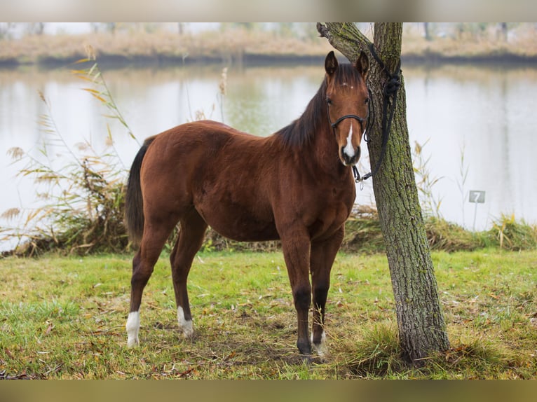American Quarter Horse Hengst 1 Jahr Rotbrauner in Tabdi