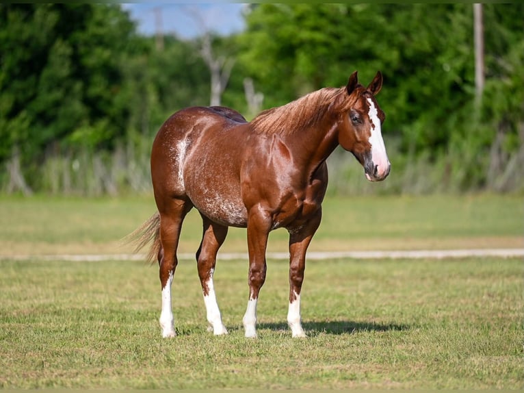 American Quarter Horse Hengst 1 Jahr Rotfuchs in Waco