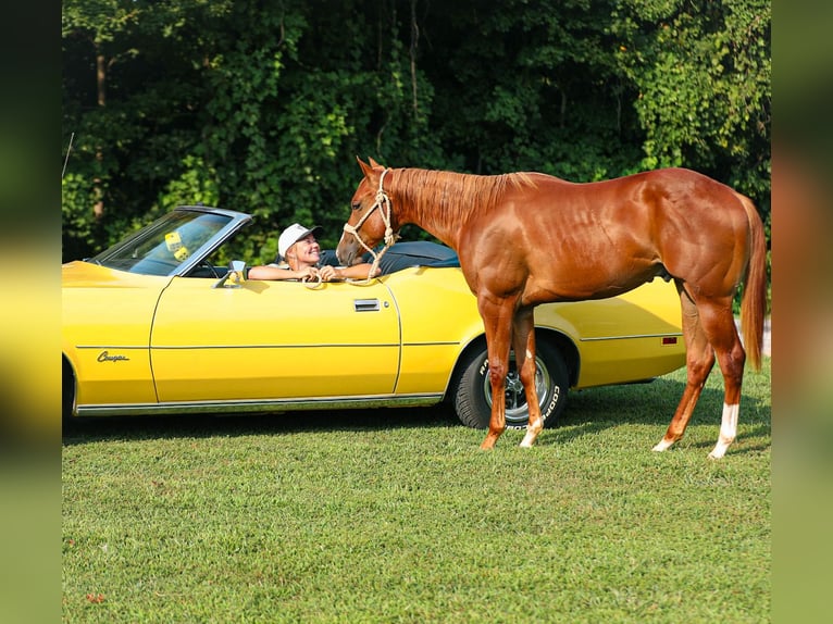 American Quarter Horse Hengst 1 Jahr Rotfuchs in Santa Fe