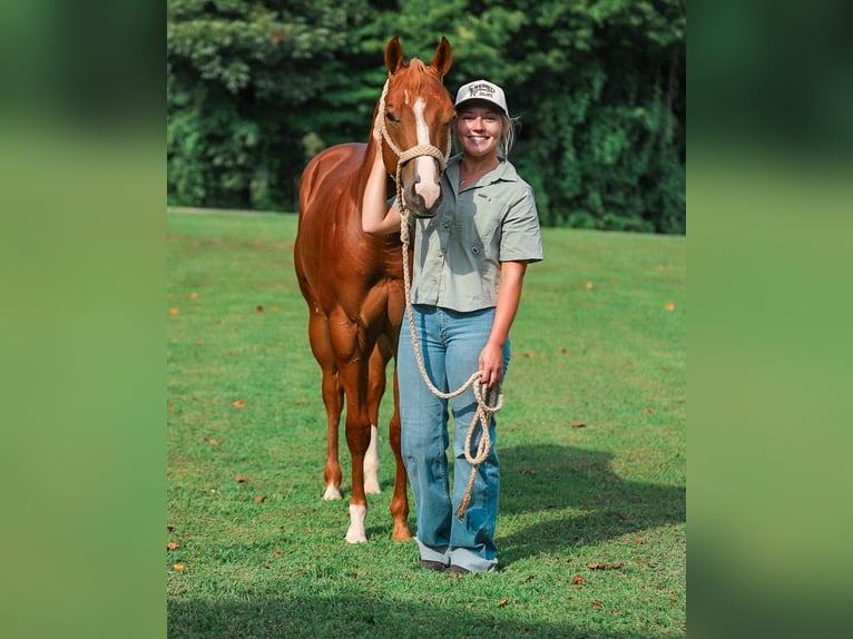 American Quarter Horse Hengst 1 Jahr Rotfuchs in Santa Fe