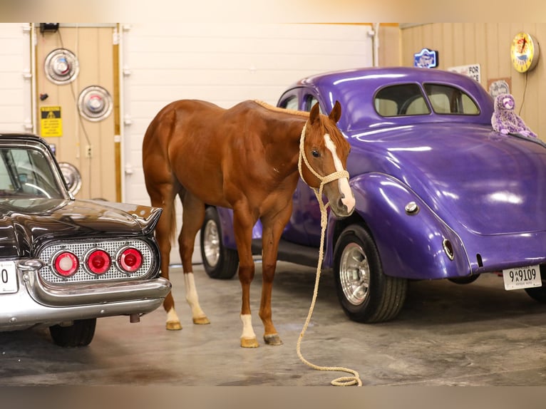 American Quarter Horse Hengst 1 Jahr Rotfuchs in Santa Fe