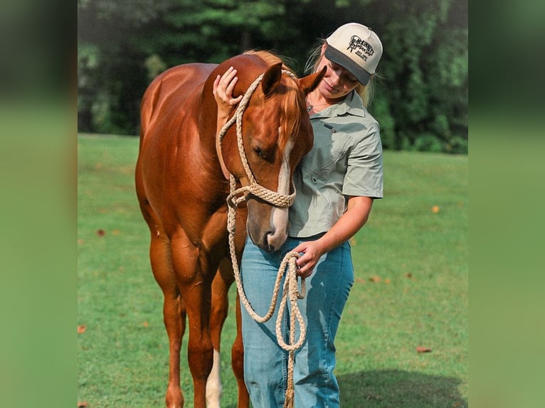 American Quarter Horse Hengst 1 Jahr Rotfuchs in Santa Fe