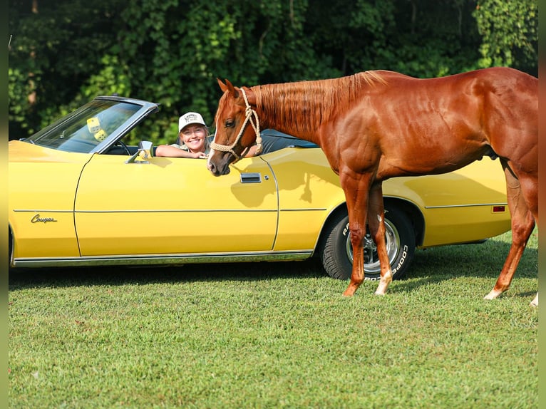 American Quarter Horse Hengst 1 Jahr Rotfuchs in Santa Fe