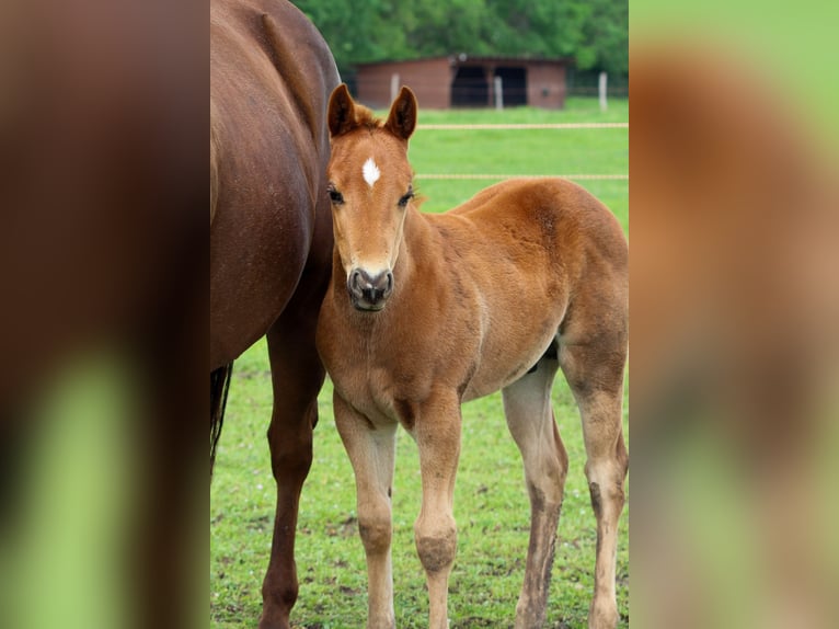 American Quarter Horse Hengst 1 Jahr Rotfuchs in Iszkaszentgyörgy