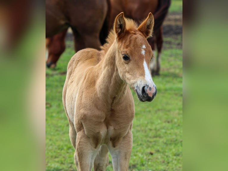 American Quarter Horse Hengst 1 Jahr Rotfuchs in Iszkaszentgyörgy