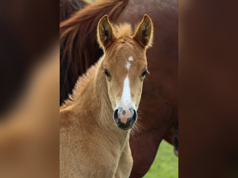 American Quarter Horse Hengst 1 Jahr Rotfuchs in Iszkaszentgyörgy