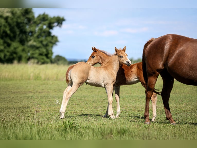 American Quarter Horse Hengst 1 Jahr Rotfuchs in Iszkaszentgyörgy