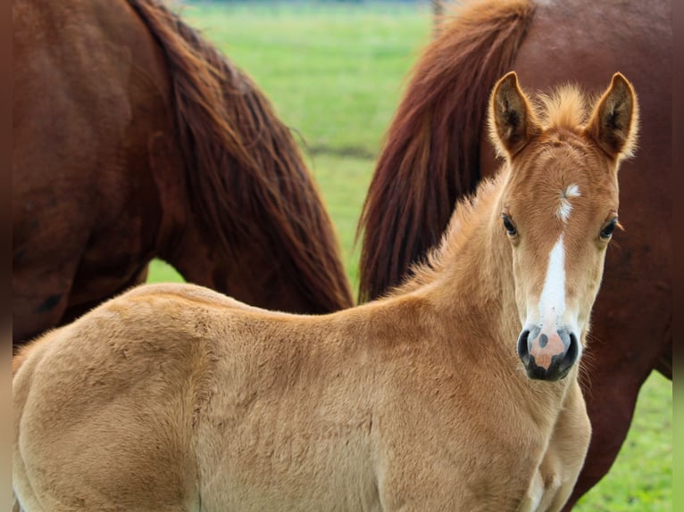 American Quarter Horse Hengst 1 Jahr Rotfuchs in Iszkaszentgyörgy