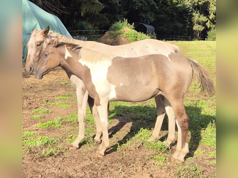American Quarter Horse Mix Hengst 1 Jahr Schecke in Heltersberg