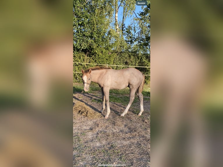 American Quarter Horse Hengst 1 Jahr Schimmel in Stockholm